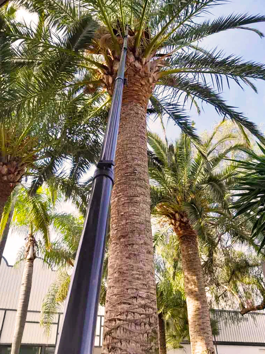 image traitement palmier