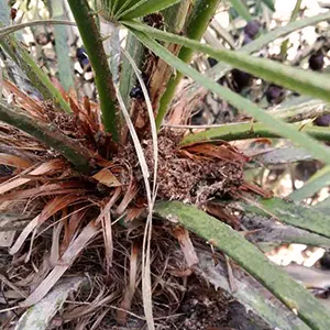 Dépôt de sciure sur tronc palmier