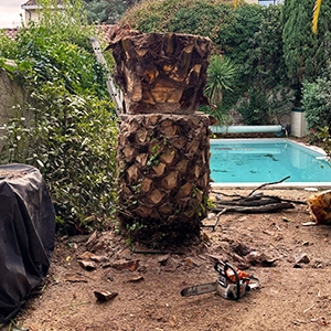 Abattage et dessouchage palmier