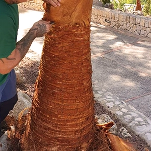 Taille des feuilles et du tronc du palmier