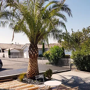 Entretien et nettoyage palmier