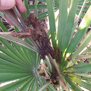 Feuilles jaunes qui se détachent