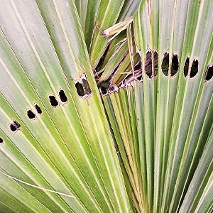 Feuilles attaquées par papillon